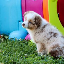 Miniature Australian Shepherd and Toy Australian Shepherd Puppies from Blue Springs Aussies