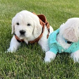 Golden Retrievers from Pawsatively PuRRfect Petz,LLC