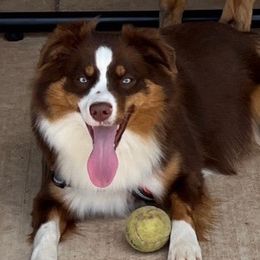 Miniature Australian Shepherds from Papa 67's amazing Aussies