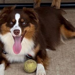 Miniature Australian Shepherds from Papa 67's amazing Aussies