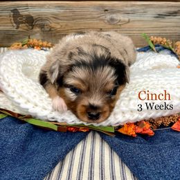 Cinch - Blue merle male Miniature Australian Shepherd puppy in El Dorado Springs, Missouri from OR Aussies