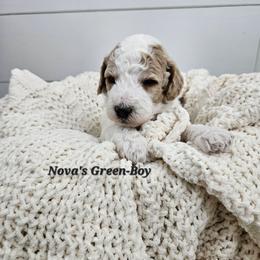 Boy 1 - Parti male Labradoodle puppy in Payson, Utah from Utah County Labradoodles