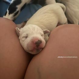 Dalmatian Puppies from Glasscock Dalmatians
