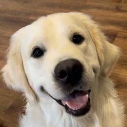 Henry - Golden Retriever