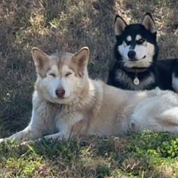 Siberian Huskies from Texas Siberian Huskies