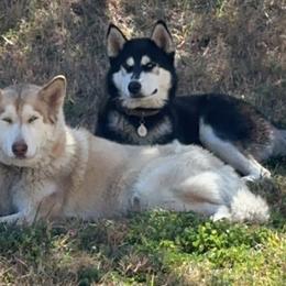 Siberian Huskies from Texas Siberian Huskies