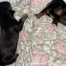 Ivy - Brindle female Dachshund puppy in Coatesville, Indiana from ADH Dachshunds