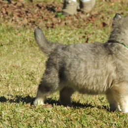 Pomsky and Siberian Husky Puppies from Beastly Beauties Huskies & Pomskies