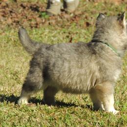 Pomsky and Siberian Husky Puppies from Beastly Beauties Huskies & Pomskies