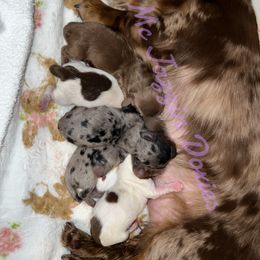 Dachshund Puppies from McJazzin Doxies