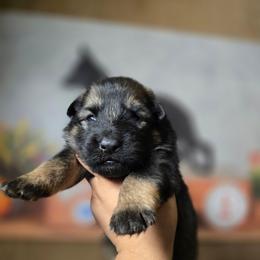 Vesper - Purple Collar Female - Sable female German Shepherd puppy in Hawthorne, Florida from Lace's High Flying German Shepherds And Golden Retrievers