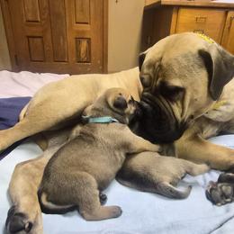 Boy 2 - Red fawn male Bullmastiff puppy in Woodburn, Oregon from Showdown Kennels