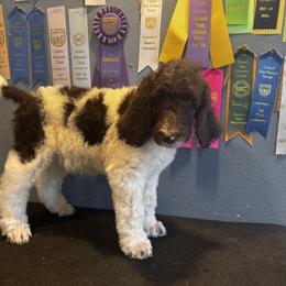 TAN - Brown male Poodle puppy in Copperas Cove, Texas from Lollipop R Poodles