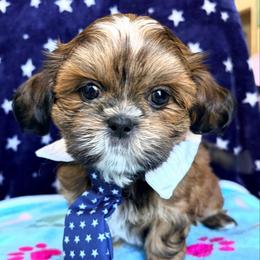 Randy - Red male Shih Tzu puppy in Hemet, California from Aloha Shih Tzu