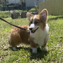 Nova - American Corgi