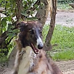 Foxy - Borzoi