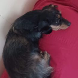 Ava - Dachshund