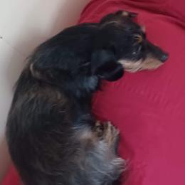 Ava - Dachshund
