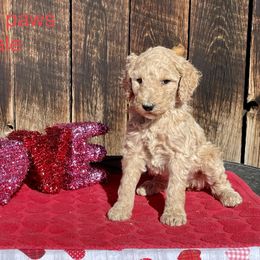 Goldendoodle and Poodle Puppies from Grand Valley Goldendoodles