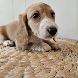 Ella - Piebald female Dachshund puppy in Mountain Grove, Missouri from Boot Scootin Pups