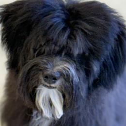 Bernese Mountain Dogs and Poodles from Brian Petersen