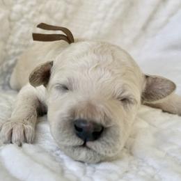 Mr Brown Collar - Cream male Poodle puppy in Screven, Georgia from Dreamland Standard Poodles