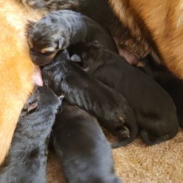 German Shepherd puppies from Wondar Shepherds
