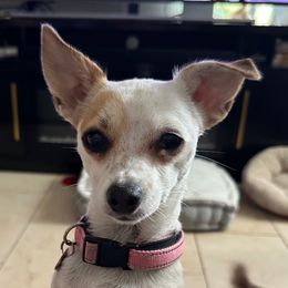 Lexi - Chihuahua