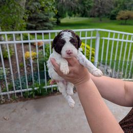 Girl 2 - White female Lagotto Romagnolo puppy in Chicago, Illinois from Midwest Lagotto Romagnolo