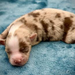 Violet - Red merle female Miniature American Shepherd puppy in Damascus, Oregon from Rebel Soul Minis