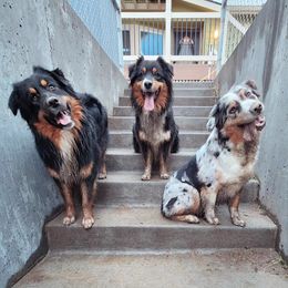 Australian Shepherd All Grown Up from Eventide Australian Shepherds