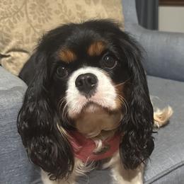 Cavalier King Charles Spaniels from Jamie Forrest