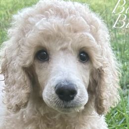 Miniature Schnauzers and Poodles from Bobo’s Babies Kennels