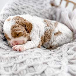 Patch - Parti male Goldendoodle puppy in Jamestown, Kentucky from Milk & Honey Doodles