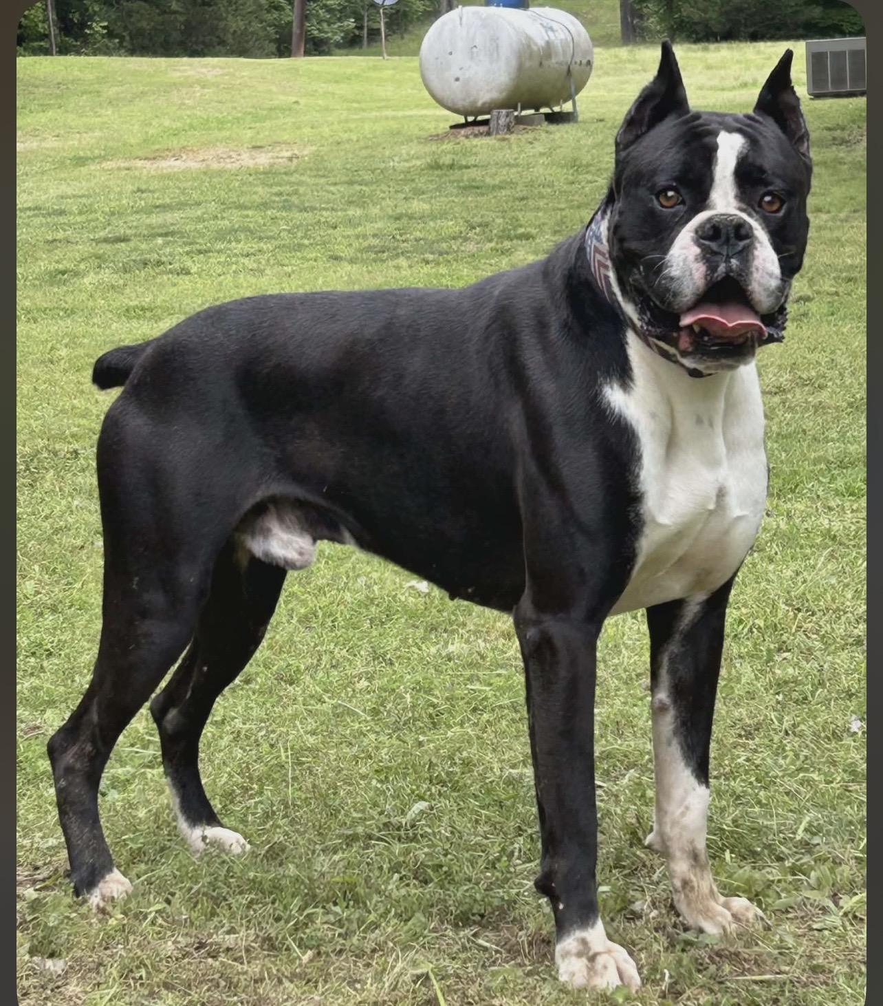 Bo