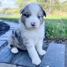 Jazzy - Blue merle female Australian Shepherd puppy in Loda, Illinois from Pilcher Farms