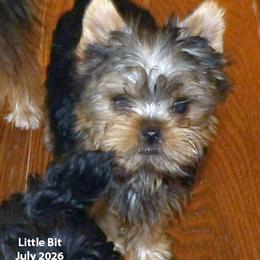 Little Bit - Blue and gold male Yorkshire Terrier puppy in Baraga, Michigan from Ojibwa Yorkies
