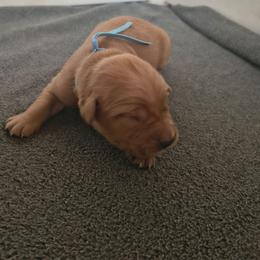 Zinnia- Light blue collar (4th pick female) - Dark golden female Golden Retriever puppy in Tenino, Washington from Oak River Goldens'
