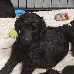 Poodle Puppies from Canterland Farm