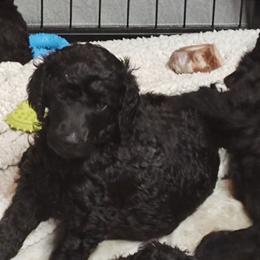 Poodle Puppies from Canterland Farm