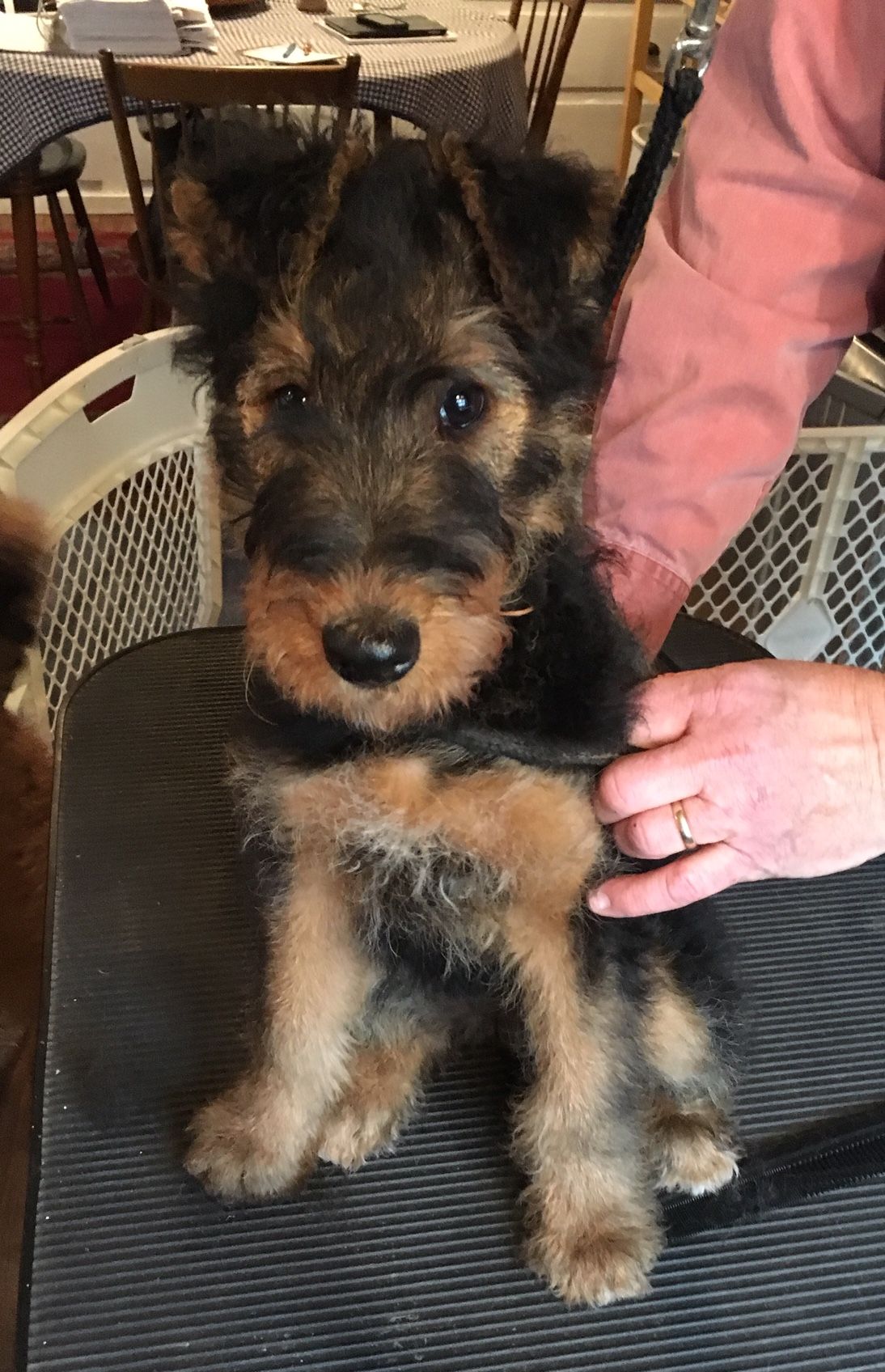 Lynaire airedales hot sale