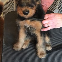 Airedale Terrier Puppies from Lynaire Kennels