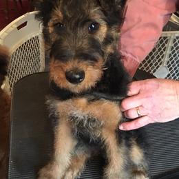 Airedale Terrier Puppies from Lynaire Kennels
