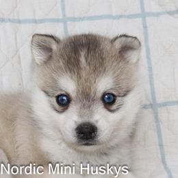 Boy 2 - Gray and white male Alaskan Klee Kai puppy in Klamath Falls, Oregon from Nordic Mini Huskys