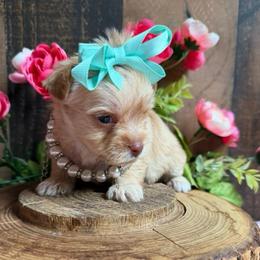 Prada - Chocolate, tan and white female Yorkshire Terrier puppy in Howe, Oklahoma from Ray Holder