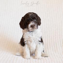 Lavender Collar Girl - Chocolate female Australian Labradoodle puppy in Thousand Oaks, California from Lovely Doodle Lane