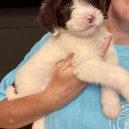 Frankie - Brown and white male Sheepadoodle puppy in Winfield, Alabama from Rose Lane Doodles