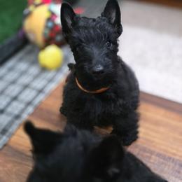 Boy 1 - Black male Scottish Terrier puppy in Seymour, Missouri from Fairview's Precious Pups
