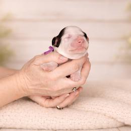 Purple Collar Florence - Black and white female Bernedoodle puppy in Camden, North Carolina from Fleury Farm Doodles NC