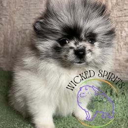 HOLD - AKC FLOWER - Blue merle female Pomeranian puppy in Watkins Glen, New York from Wicked Spirits Pomeranians